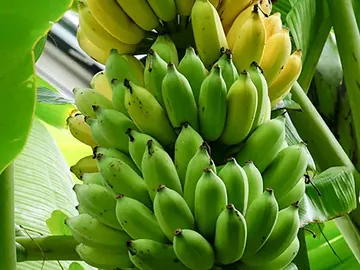 Banana