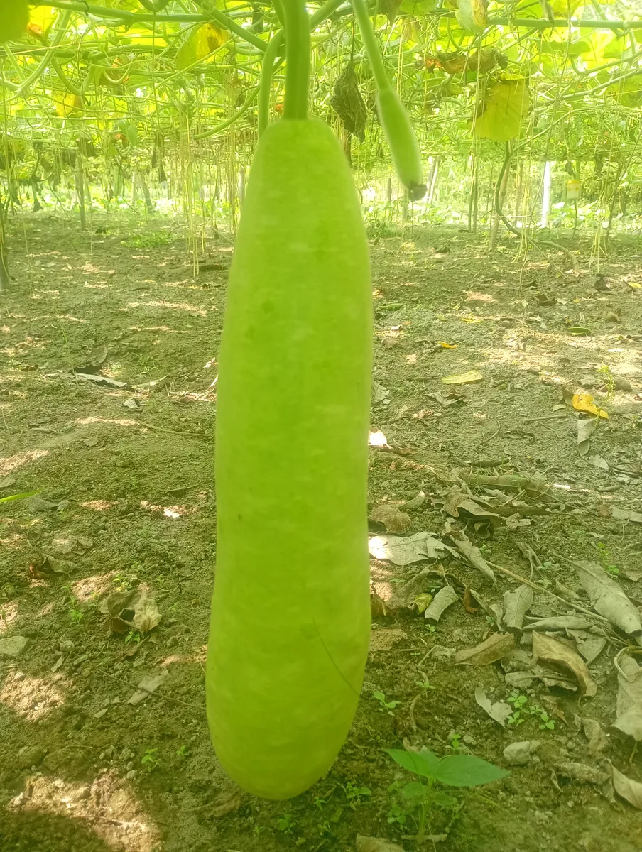 লাউ