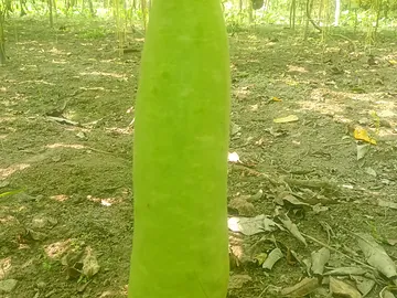 লাউ
