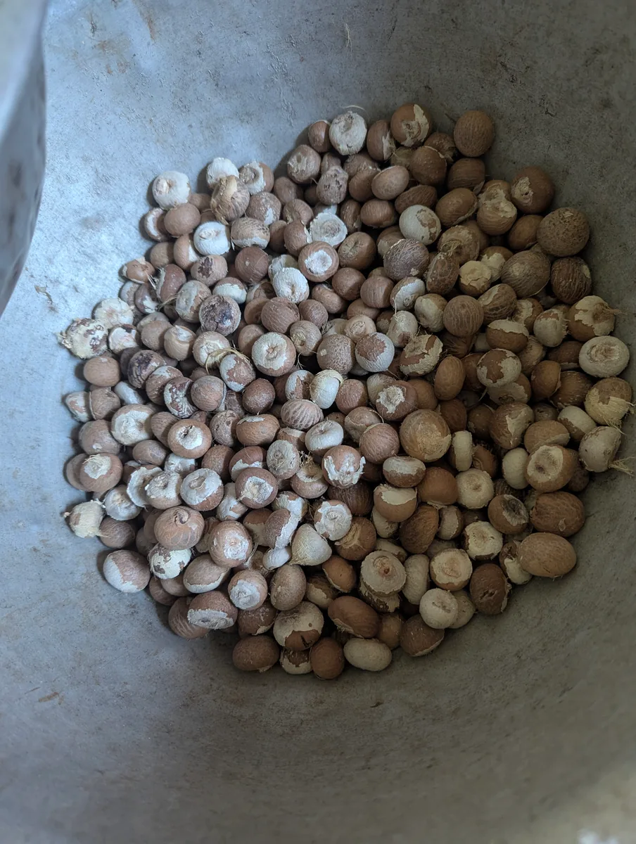 Battle nut(সুপারি)