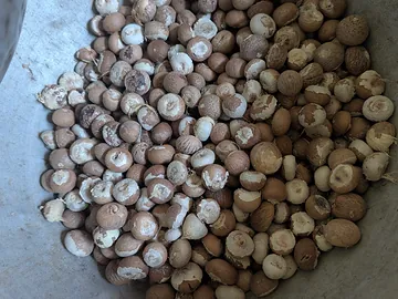 Battle nut(সুপারি)