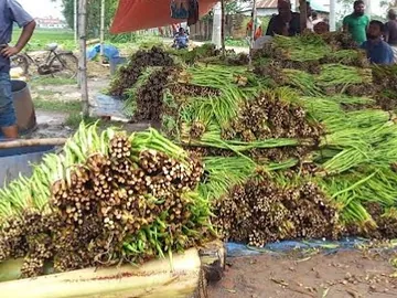 কচুর লতি (Taro Stems)