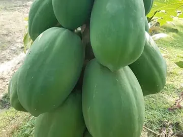 কাঁচা পেপে