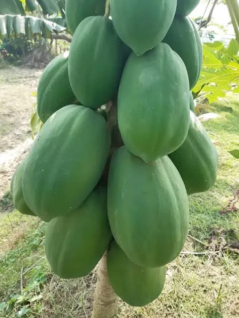 কাঁচা পেপে