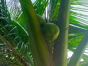 Fresh Vegetables, Fruits, Coconut Farming & Animal Agriculture