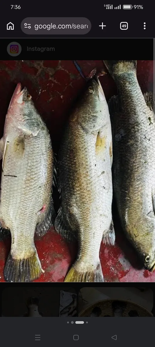 Fresh Kural Fish for Sale – Premium Quality