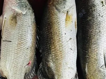 Fresh Kural Fish for Sale – Premium Quality