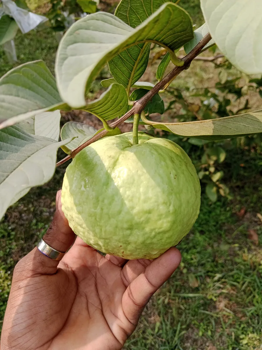 কেমিক্যাল মুক্ত বাগানের পেয়ারা