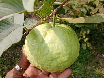 কেমিক্যাল  মুক্ত  বাগানের পেয়ারা