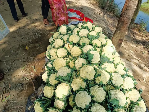 টাটকা সবজি