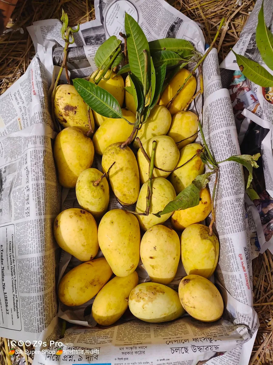 সুইট কাটিমন ব্যাগিং ও নন ব্যাগিং আম