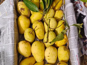 সুইট কাটিমন ব্যাগিং ও নন ব্যাগিং আম