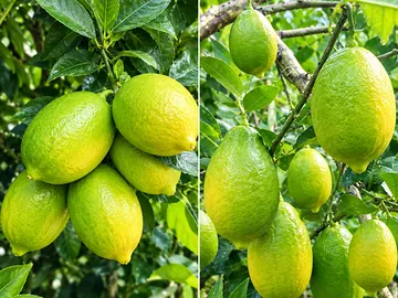 🍋 বাগানের টাটকা বড় লেবু — পাইকারি ও খুচরা বিক্রয়ের জন্য!
