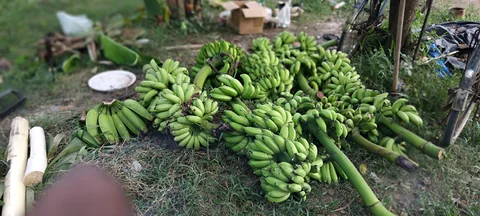 কলা