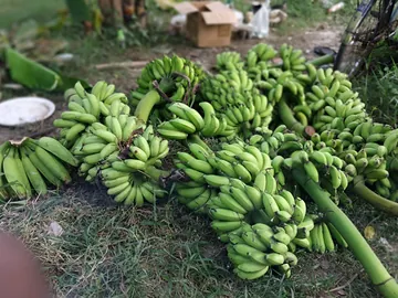 কলা