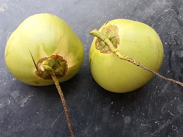 Fresh Green Coconuts for Sale.
