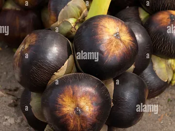Big palm