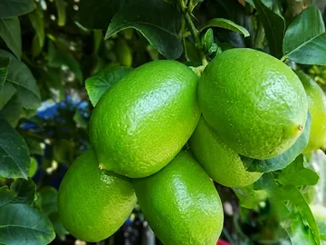 লেবু- সরাসরি বাগান থেকে ১০০% টাটকা ও প্রাকৃতিক লেবু!