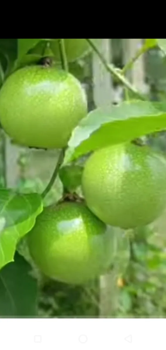 আনারকলি ফল