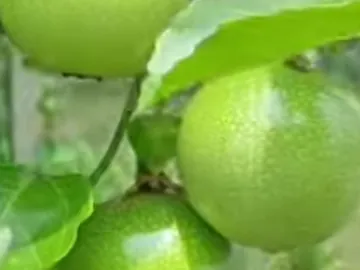 আনারকলি ফল