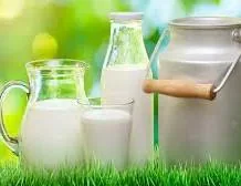 Pure Cow’s Milk — Purity Is Our Identity!