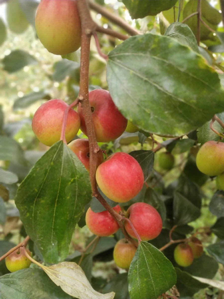 বিভিন্ন জাতের বরই