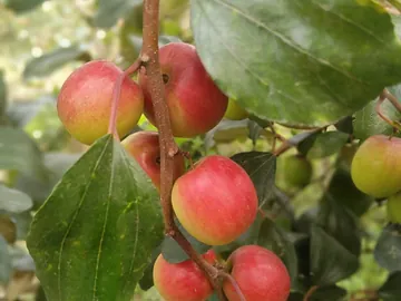 বিভিন্ন জাতের বরই