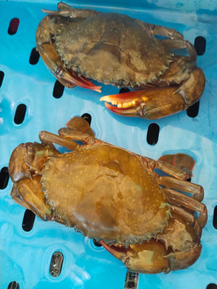 Soft shell crub