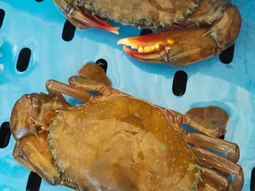 Soft shell crub