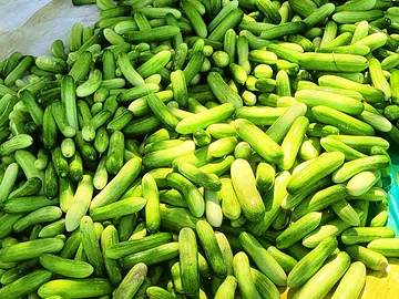 টাটকা দেশীর জাতের শসা