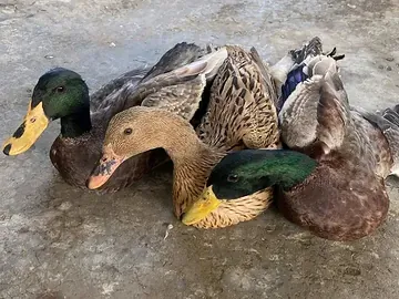 দেশি হাঁস