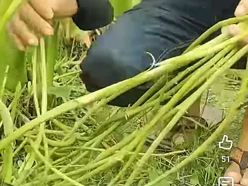 কচুর লতি(Taro Tam) নিতে সরাসরি যোগাযোগ করুন।