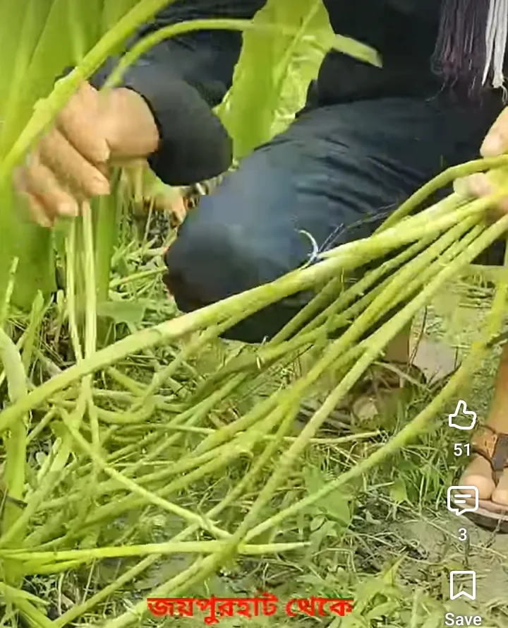 কচুর লতি(Taro Tam) নিতে সরাসরি যোগাযোগ করুন।