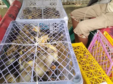 দেশি হাঁসের বাচ্চা