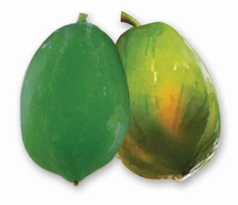 Papaya