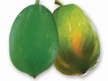 Papaya