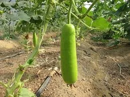 🥬 সতেজ সবজি ঘর | লাউ ও দেশি সবজির বিশ্বস্ত ঠিকানা 🌿