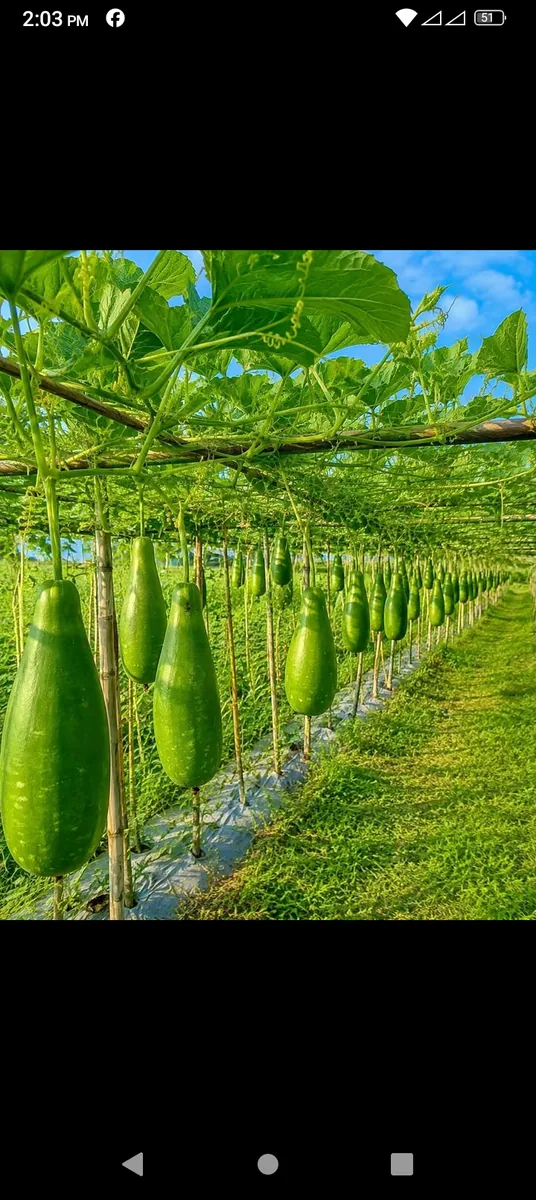 কৃষকের ক্ষেতের অর্গানিক লাউ