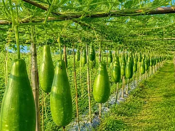 কৃষকের ক্ষেতের অর্গানিক লাউ