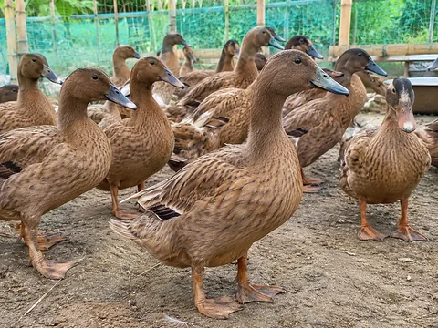 হাঁস বিক্রি হবে যোগাযোগ করুন