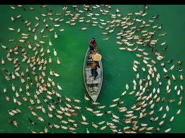 **100% Organic & Naturally Fed Ducks **