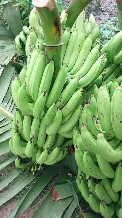 সাগর কলা ( কাঁচা) ৪ পিস