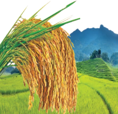 Farming Rice Supply - Export Quality