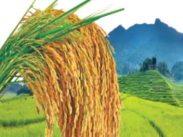 Farming Rice Supply - Export Quality