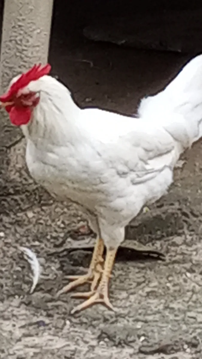 Organic village food supply