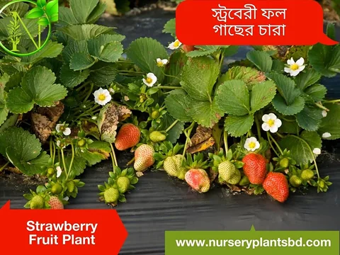 স্টবেরি আমেরিকান ফেস্টিবেল