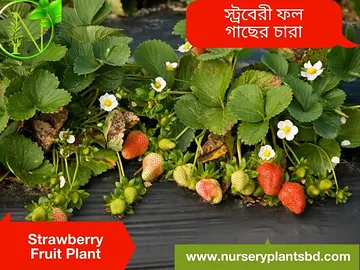 স্টবেরি আমেরিকান ফেস্টিবেল