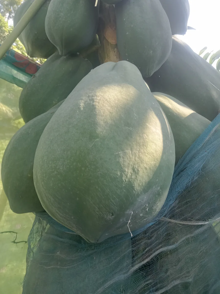 গাছ পাকা পেঁপে