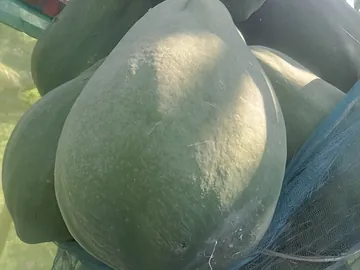 গাছ পাকা পেঁপে