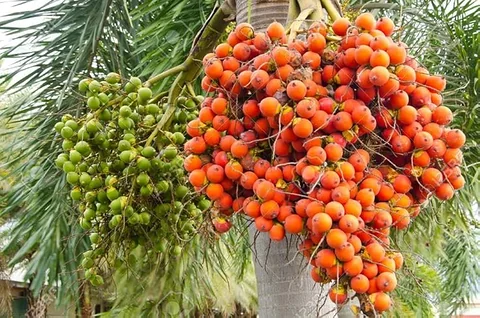 সুপারি